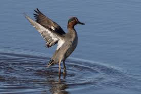 Attēlu rezultāti vaicājumam “Anas crecca male”