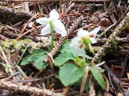 Attēlu rezultāti vaicājumam “Moneses uniflora bud”