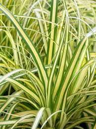 Attēlu rezultāti vaicājumam “Carex arenaria  leaf”
