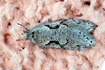 Attēlu rezultāti vaicājumam “Semioscopis steinkellneriana”