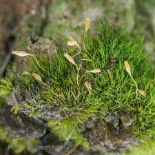 Attēlu rezultāti vaicājumam “Orthotrichum speciosum sporophyte”