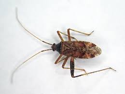 Attēlu rezultāti vaicājumam “Phytocoris sp.”