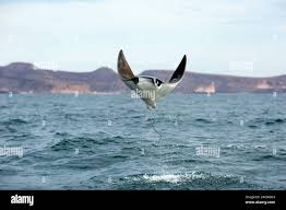 Image result for Mobula thurstoni