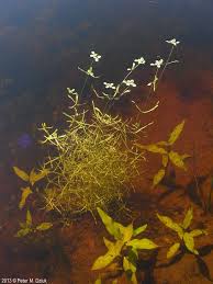 Attēlu rezultāti vaicājumam “Callitriche verna flower”