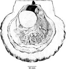 Image result for Placopecten magellanicus