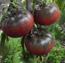 Afbeeldingsresultaat voor black oxheart tomato