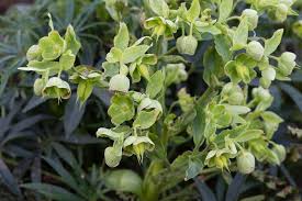 Image result for Helleborus foetidus