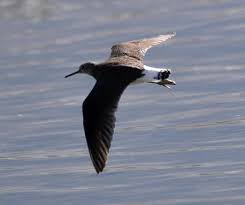 Attēlu rezultāti vaicājumam “Tringa ochropus”