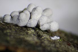 Attēlu rezultāti vaicājumam “Claustria didermoides macro”