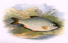 Image result for Rutilus rutilus