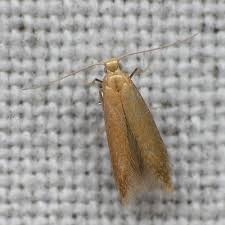 Attēlu rezultāti vaicājumam “Tischeria ekebladella”