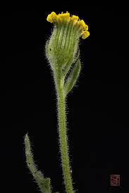 Attēlu rezultāti vaicājumam “Senecio viscosus leaf”