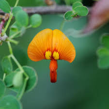 Image result for Colutea x media (arborescens x orientalis)