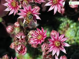 Attēlu rezultāti vaicājumam “Jovibarba globifera flower”
