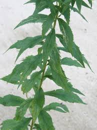 Attēlu rezultāti vaicājumam “Solidago virgaurea leaf”