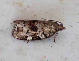 Attēlu rezultāti vaicājumam “Dichelia histrionana”