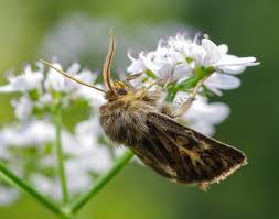 Attēlu rezultāti vaicājumam “Cerapteryx graminis”