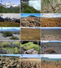 Attēlu rezultāti vaicājumam “Perichaena corticalis sessile”