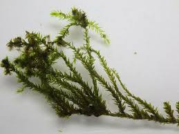 Attēlu rezultāti vaicājumam “Platyhypnidium riparioides”