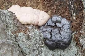 Attēlu rezultāti vaicājumam “Amaurochaete atra”