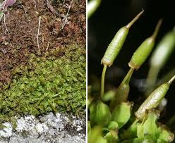 Attēlu rezultāti vaicājumam “Encalypta”