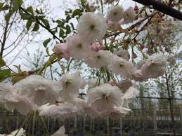 Attēlu rezultāti vaicājumam “Prunus (sakura)”