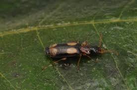 Attēlu rezultāti vaicājumam “Dromius quadrimaculatus”