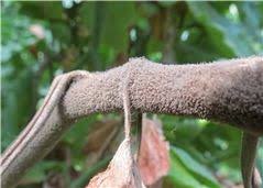 Attēlu rezultāti vaicājumam “Trichia botrytis var. cerifera stalked”