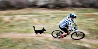 Image result for Tri-Cycle North West