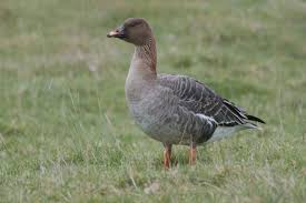 Attēlu rezultāti vaicājumam “Anser serrirostris”