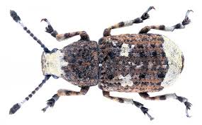 Attēlu rezultāti vaicājumam “Anthribus nebulosus”