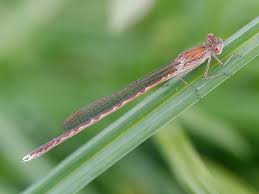 Attēlu rezultāti vaicājumam “Sympecma paedisca”