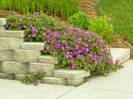 Attēlu rezultāti vaicājumam “Geranium sanguineum”