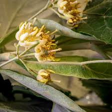 Attēlu rezultāti vaicājumam “Tilia tomentosa flower”
