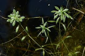 Attēlu rezultāti vaicājumam “Callitriche cophocarpa”