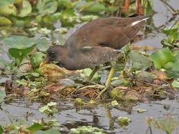 Attēlu rezultāti vaicājumam “Gallinula chloropus juvenile”