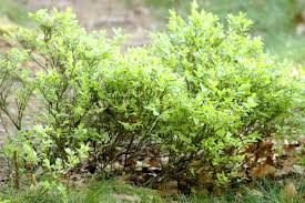 Attēlu rezultāti vaicājumam “Vaccinium myrtillus”