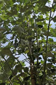 Attēlu rezultāti vaicājumam “Populus alba Nivea”