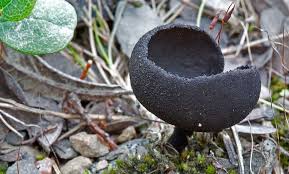 Attēlu rezultāti vaicājumam “Exobasidium cassandrae”