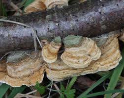 Attēlu rezultāti vaicājumam “Stereum hirsutum”