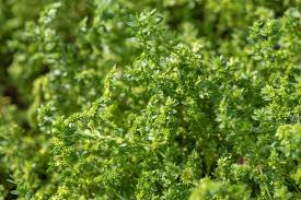 Attēlu rezultāti vaicājumam “Herniaria glabra leaf”