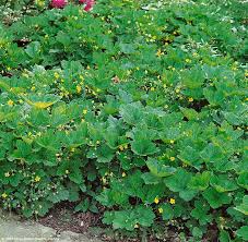 Attēlu rezultāti vaicājumam “Waldsteinia geoides flower”