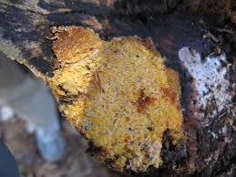 Attēlu rezultāti vaicājumam “Sarcodontia crocea”