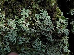 Attēlu rezultāti vaicājumam “Menegazzia terebrata”