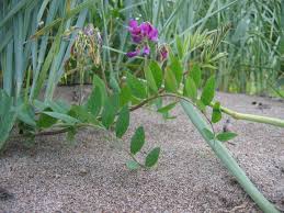Attēlu rezultāti vaicājumam “Lathyrus japonicus subsp. maritimus”