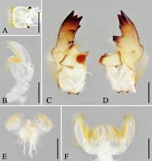 Attēlu rezultāti vaicājumam “Aphodius subterraneus imago”