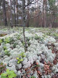 Attēlu rezultāti vaicājumam “Cladonia stellaris”