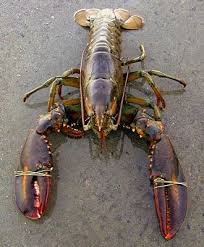 Image result for Homarus americanus