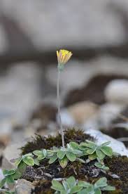 Image result for Hieracium pilosella