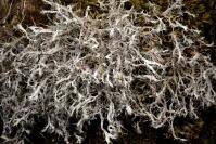 Attēlu rezultāti vaicājumam “Anaptychia ciliaris”